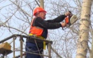В городе стартовало кронирование тополей