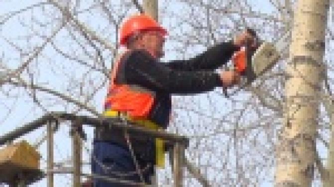 В городе стартовало кронирование тополей