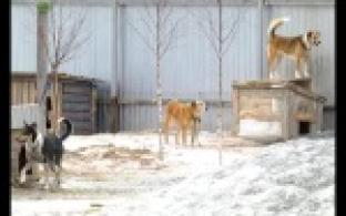 На решение проблемы бездомных собак и кошек в Первоуральске выделено более трёх миллионов рублей.