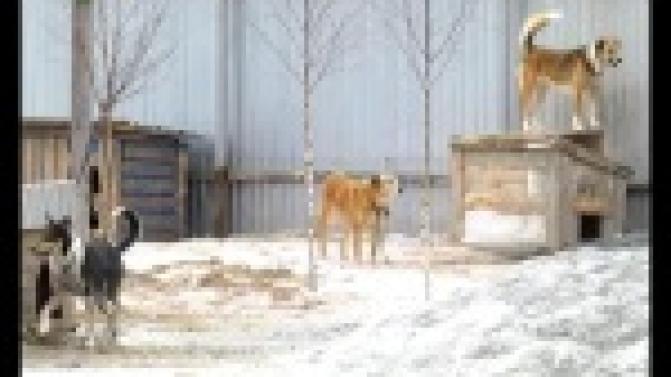 На решение проблемы бездомных собак и кошек в Первоуральске выделено более трёх миллионов рублей.