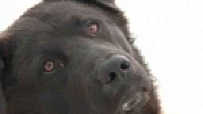 Акция "Ищу тебя, хозяин"