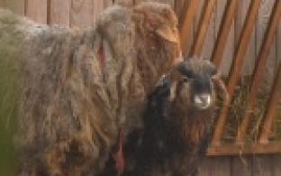 В Первоуральском зоопарке пополнение