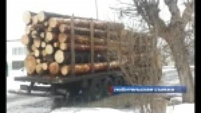 Лес везут, пешеходы боятся.