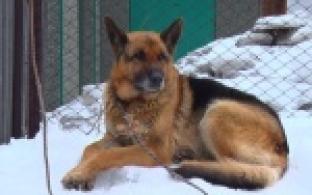 В поселке Самстрой собака напала на козу