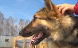 Акция "Ищу тебя, хозяин"