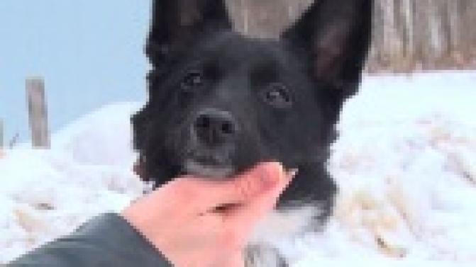 Акция "Ищу тебя, хозяин"