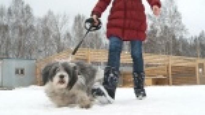 Акция "Ищу тебя, хозяин"