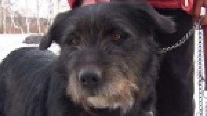 Акция "Ищу тебя, хозяин"