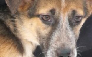 Акция "Ищу тебя, хозяин"