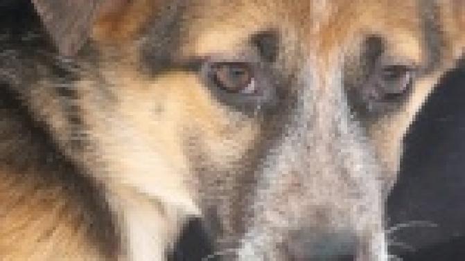 Акция "Ищу тебя, хозяин"