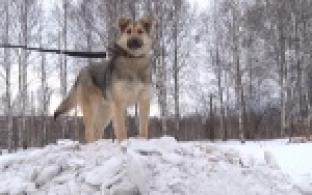 Акция "Ищу тебя, хозяин"