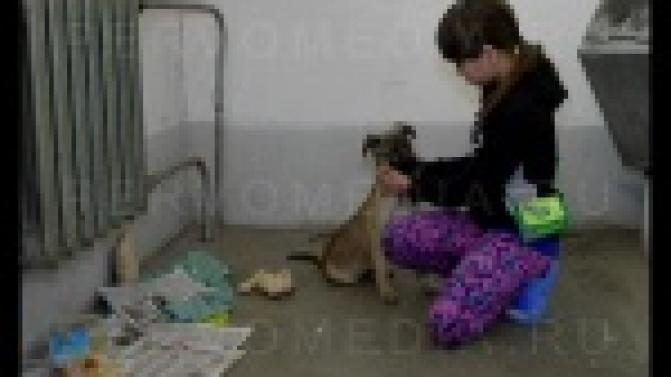 Жители девятиэтажки на Динасе приютили щенка, которому теперь пытаются найти хозяев.