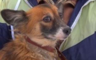 Акция "Ищу тебя, хозяин"