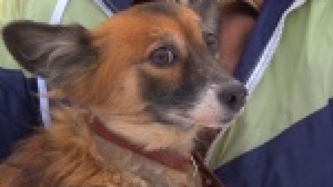 Акция "Ищу тебя, хозяин"