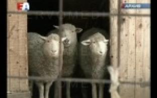 По традии питомец первоуральского зоопарка предсказал какая погода ждет горожан впереди.