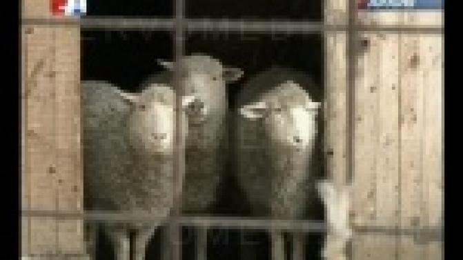 По традии питомец первоуральского зоопарка предсказал какая погода ждет горожан впереди.