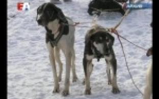 Хаски, маламуты, самоеды.