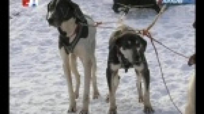 Хаски, маламуты, самоеды.