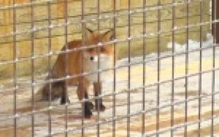 Стать практически хозяином медведя или волка теперь просто