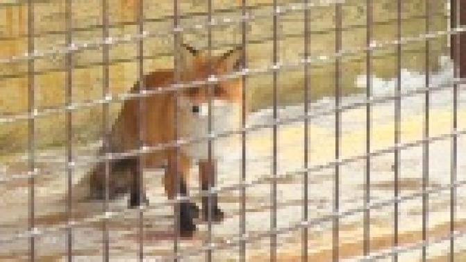 Стать практически хозяином медведя или волка теперь просто