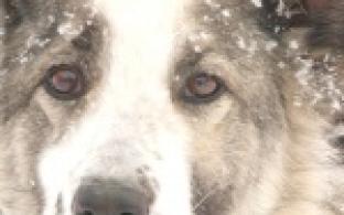 Акция "Ищу тебя, хозяин"