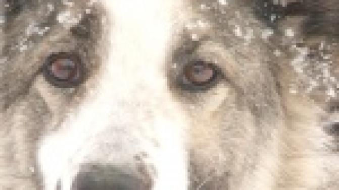 Акция "Ищу тебя, хозяин"