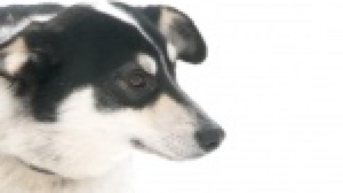 Акция "Ищу тебя, хозяин"