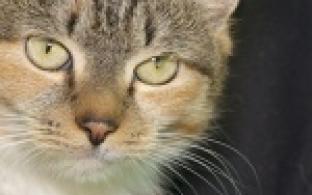 Акция "Ищу тебя, хозяин"