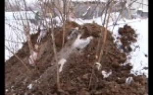 Активисты одного из первоуральских дворов борются с коммунальной напастью.