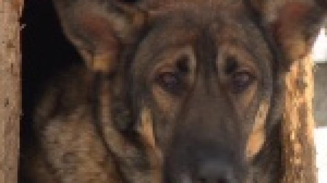 Акция "Ищу тебя, хозяин"