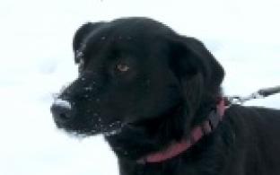 Акция "Ищу тебя, хозяин"