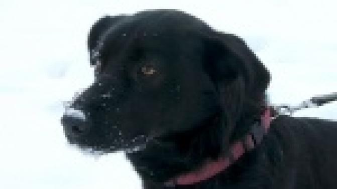 Акция "Ищу тебя, хозяин"