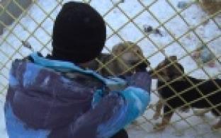 Накормить и приласкать