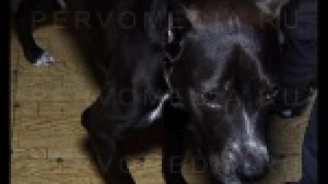 В Первоуральске стаффорд покусал ребёнка.