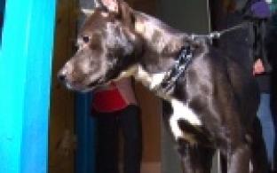 Усыпить жалко, а содержать опасно