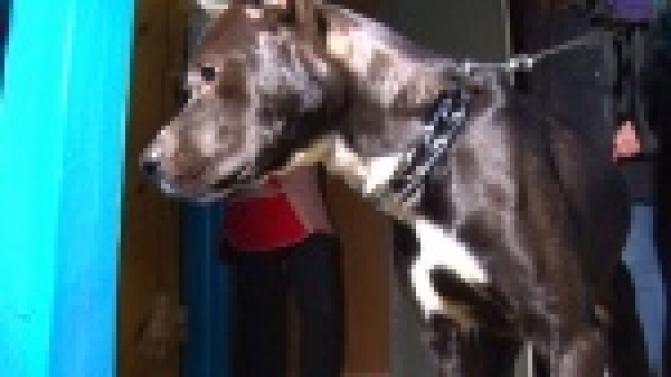 Усыпить жалко, а содержать опасно