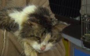 Акция "Ищу тебя, хозяин"