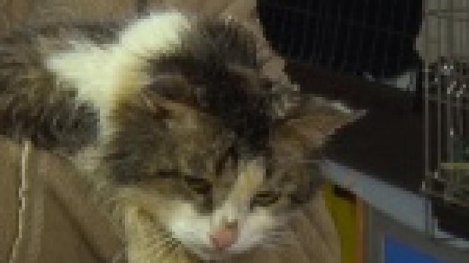 Акция "Ищу тебя, хозяин"