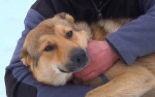 Акция "Ищу тебя, хозяин"