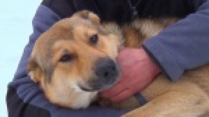 Акция "Ищу тебя, хозяин"