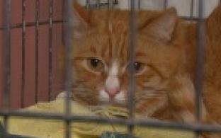 Акция "Ищу тебя, хозяин"