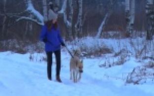 Акция "Ищу тебя, хозяин"