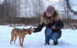 Акция "Ищу тебя, хозяин!"