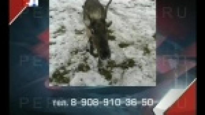 На Урале украли одного из самых умных оленей Деда Мороза.