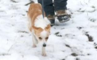 Акция "Ищу тебя, хозяин"