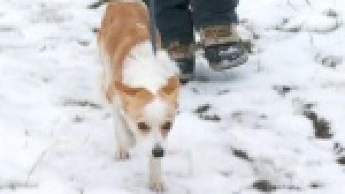 Акция "Ищу тебя, хозяин"