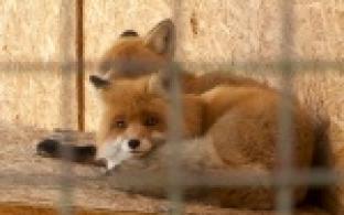 К холодам готовы