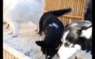 У обитателей первоуральского зоопарка появились новые соседи.