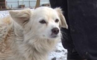 Акция "Ищу тебя, хозяин"