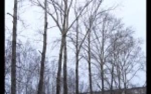 Страх под деревьями.